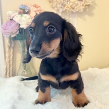 カニンヘンダックスフンド(ロング)【埼玉県・女の子・2025年8月23日・ブラックタン】の写真「ダックス専門🐶お顔良し❣️性格良し❣️な女の子」