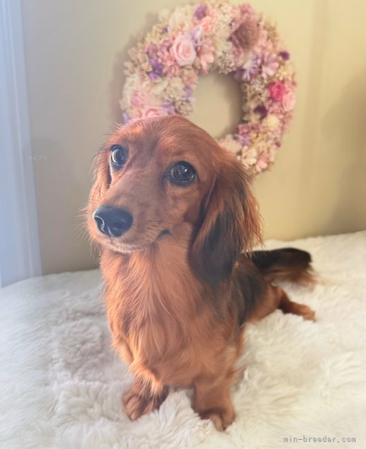 カニンヘンダックスフンド(ロング)【・女の子・2024年9月14日・シェーデッドレッド】