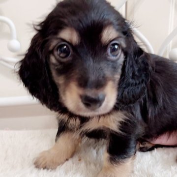 ミニチュアダックスフンド(ロング)【埼玉県・男の子・2023年5月20日・ブラック&イエロー(クリーム)】の写真「毛吹きがよく可愛い子です🎀✨」