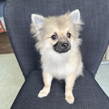 ポメチワ(チワワ×ポメラニアン)【鹿児島県・女の子・2025年6月18日・ウルフセーブル】の写真「可愛い三女ちゃん🩵」