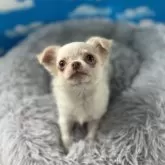 チワワ(ロング)【鹿児島県・男の子・2024年12月22日・ホワイト&クリーム】の写真3