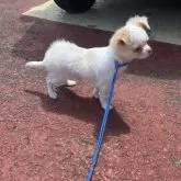 チワワ(ロング)【鹿児島県・男の子・2024年12月22日・ホワイト&クリーム】の写真6