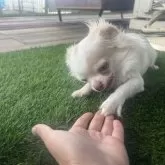 チワワ(ロング)【鹿児島県・男の子・2024年12月22日・ホワイト&クリーム】の写真2