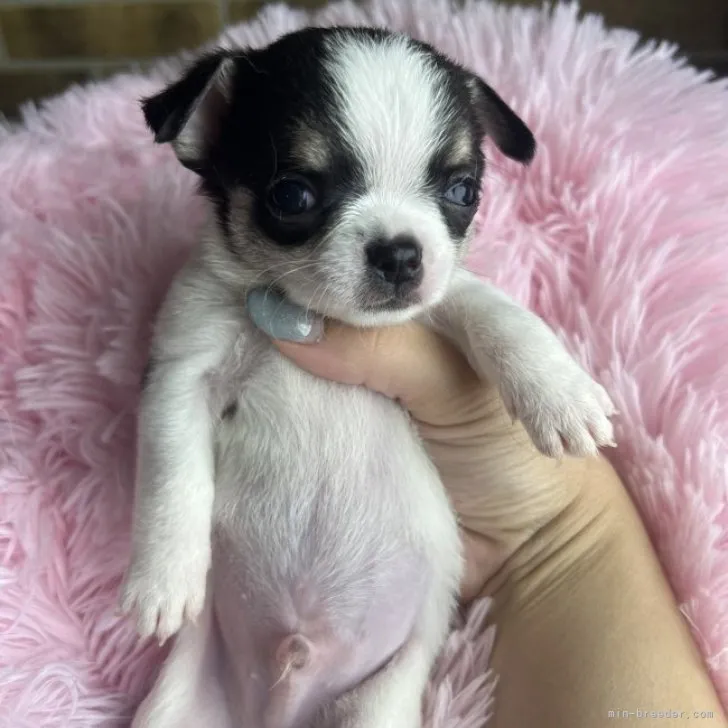 ID:2305-03524の子犬