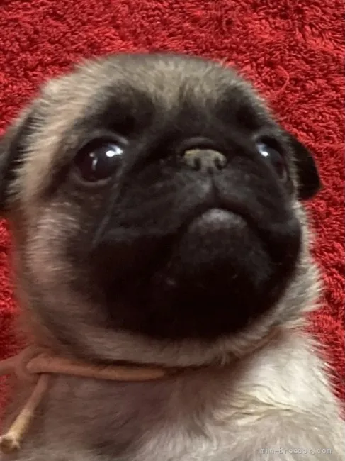 ID:2111-01400の子犬