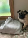パグ【・男の子・2020年6月13日・フォーン】