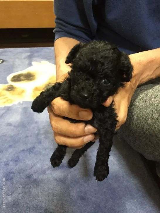 ID：2004-02230の子犬