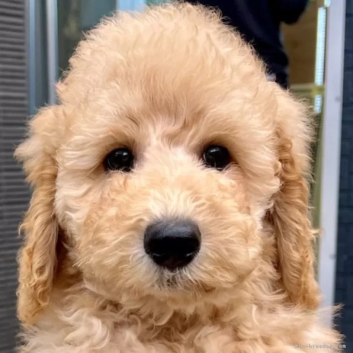 ID:2412-01689の子犬