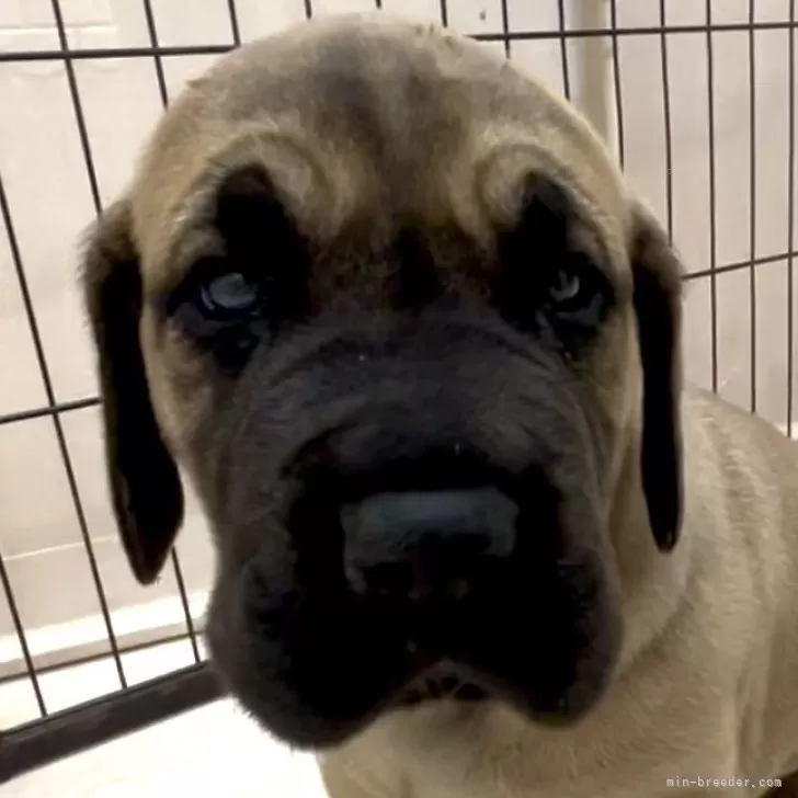 ID:2503-05378の子犬