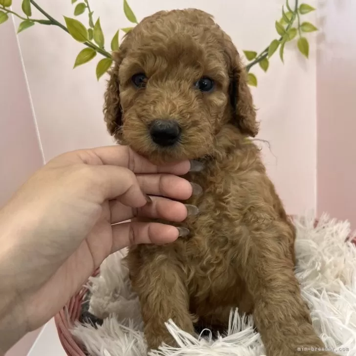 スタンダードプードル【徳島県・女の子・2025年10月17日・レッドフォーン】の写真1「こんにちは🌞丸々した可愛い女の子です」