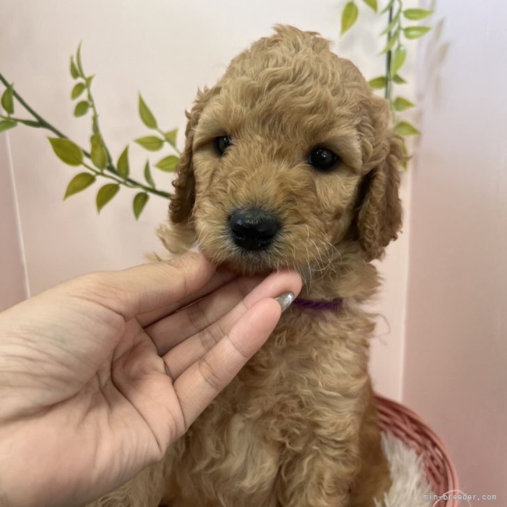 ブリーダー画像