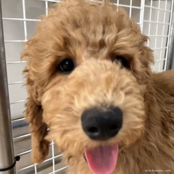 ID:2411-00886の子犬