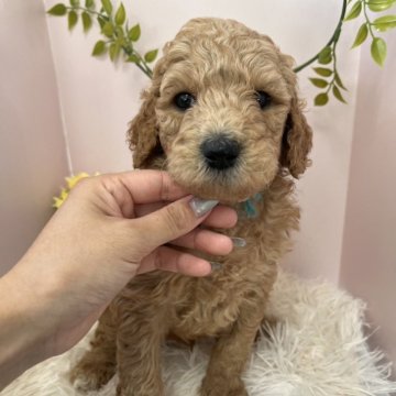 スタンダードプードル【徳島県・男の子・2025年10月17日・ペールフォーン】の写真「水色リボンくん🩵
活発な男の子」