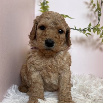 スタンダードプードル【徳島県・女の子・2025年10月17日・ペールフォーン】の写真「紫リボンちゃん
優しい性格の女の子🩷」