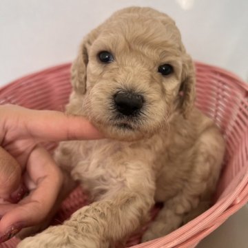 スタンダードプードル【徳島県・女の子・2025年10月17日・ホワイト】の写真「黄色リボンちゃん🎗️
大人しい性格の可愛い子」