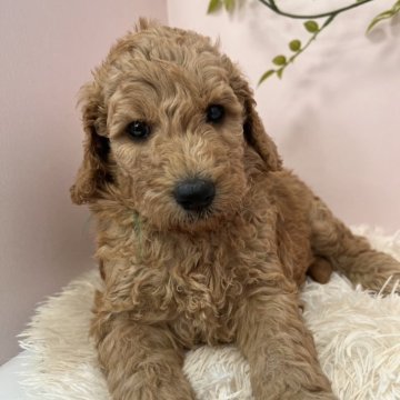 スタンダードプードル【徳島県・男の子・2025年10月17日・ペールフォーン】の写真「緑リボンくん
元気で可愛い男の子👦」