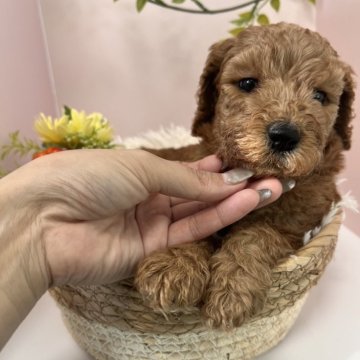 スタンダードプードル【徳島県・女の子・2025年10月17日・レッドフォーン】の写真「オレンジリボンちゃん
小柄で可愛い女の子」