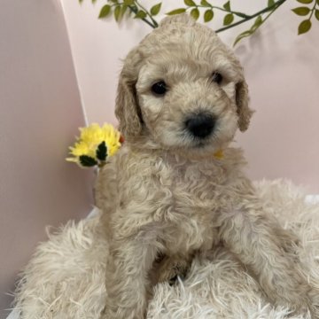 スタンダードプードル【徳島県・女の子・2025年10月17日・ホワイト】の写真「黄色リボンちゃん🎗️
大人しい性格の可愛い子」