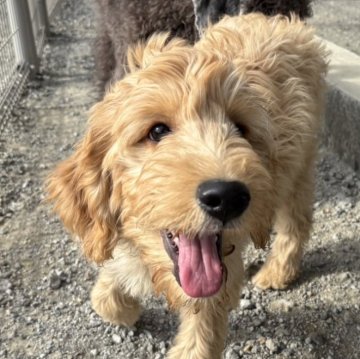 ゴールデンドゥードル(ゴールデンレトリバー×プードル)【徳島県・男の子・2025年8月6日・クリーム】の写真「人懐っこい男の子❤️」