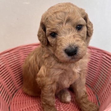 スタンダードプードル【徳島県・男の子・2025年10月17日・ペールフォーン】の写真「水色リボンくん🩵
活発な男の子」