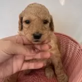 スタンダードプードル