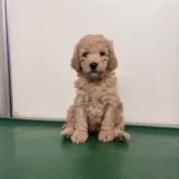 スタンダードプードル