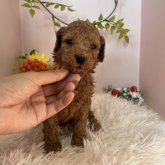 スタンダードプードル