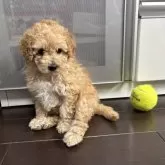 タイニープードル【徳島県・女の子・2025年1月21日・ペールフォーン】の写真1「初めまして😉」