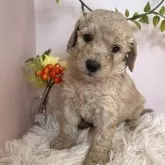 スタンダードプードル