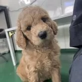 スタンダードプードル