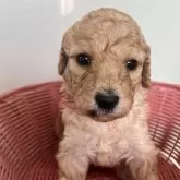 スタンダードプードル