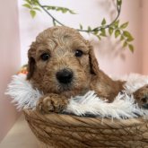 スタンダードプードル