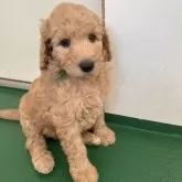 スタンダードプードル