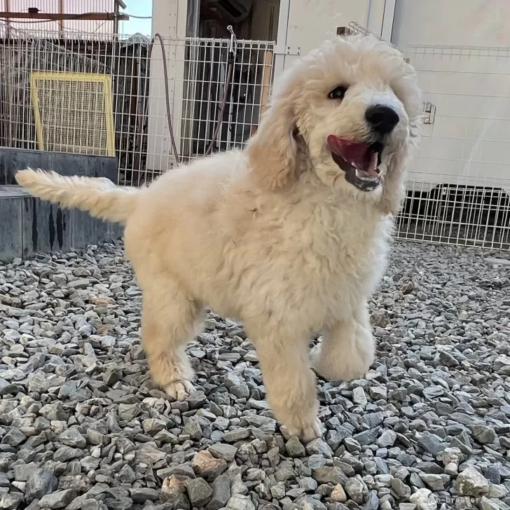 ID:2405-05403の子犬