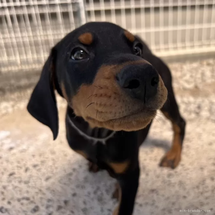 shv 様のお迎えした子犬