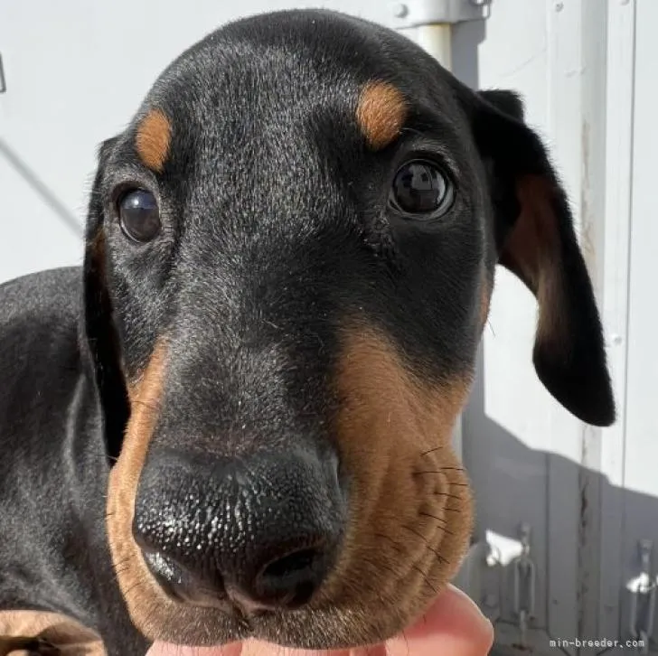 ID：2212-03959の子犬