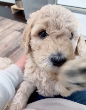 スタンダードプードル【徳島県・男の子・2022年1月20日・ペール・フォーン(クリーム)】の写真「お父さん似のハンサムボーイ❤」