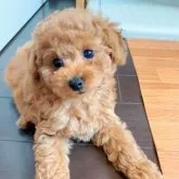 タイニープードル【徳島県・男の子・2023年6月3日・レッドフォーン】の写真1「はじめまして🐶」