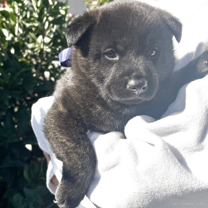 ブリーダー画像