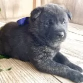 甲斐犬【山口県・男の子・2025年10月27日・赤虎毛】の写真4