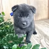 甲斐犬【山口県・男の子・2025年10月27日・赤虎毛】の写真5