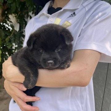 甲斐犬【山口県・女の子・2024年7月6日・赤虎毛】の写真「多くの総合優良犬・有名犬を祖先に持つ「真の甲斐犬」」
