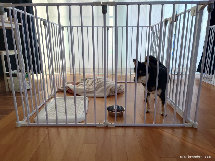 成犬は広いケージにて飼育しています。ストレスの無い生活を送るために大きくスペースを確保し、飼育環境を｜森下　悟(もりした　さとる)ブリーダー(宮城県・ミニチュアダックスフンド(ロング)など・JKC登録)の紹介写真2