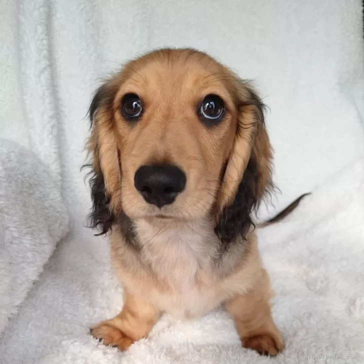 ID:2502-01146の子犬
