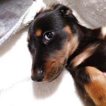 ミニチュアダックスフンド(ロング)【宮城県・男の子・2025年8月6日・ブラックタン】の写真「お目目がくりくりな男の子！」