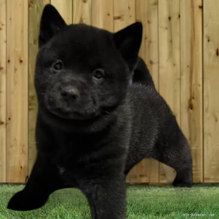 ID:2412-04566の子犬