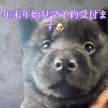 甲斐犬【埼玉県・女の子・2024年11月21日・黒虎】の写真「愛らしいお目目可愛いお顔会いに来てね💕」