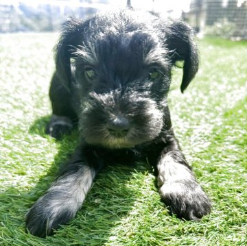 ミニチュアシュナウザー【埼玉県・女の子・2025年2月25日・ブラック&シルバー】の写真「パパの血統が素晴らしい💕
ママも美犬で優しい💕」