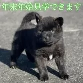 甲斐犬【埼玉県・男の子・2024年11月21日・黒虎】の写真1「立ちこみ完璧です。将来楽しみです。」