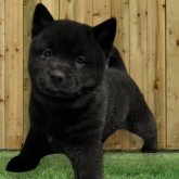 甲斐犬